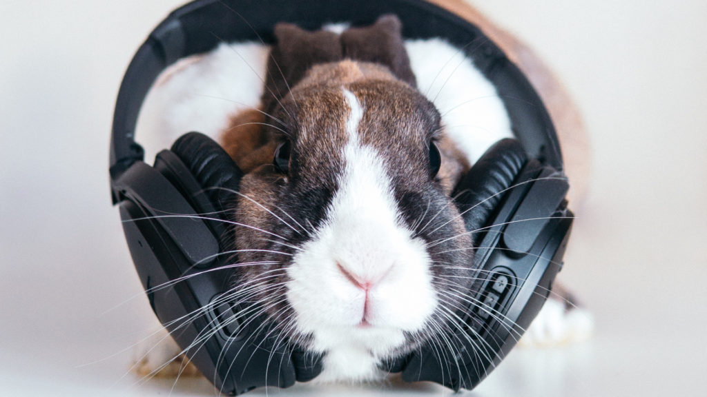 bunny with earphones