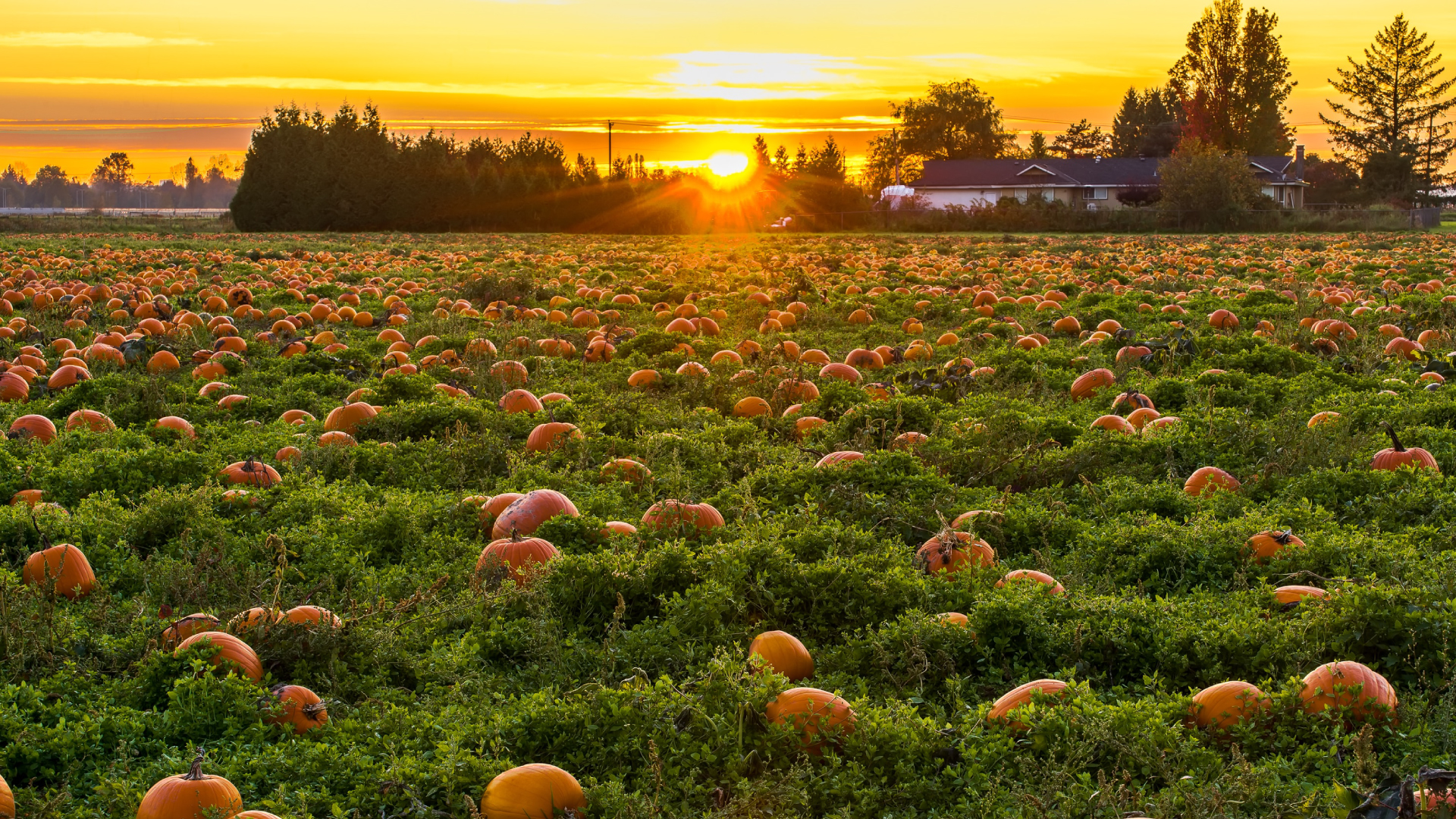 pumpkin field