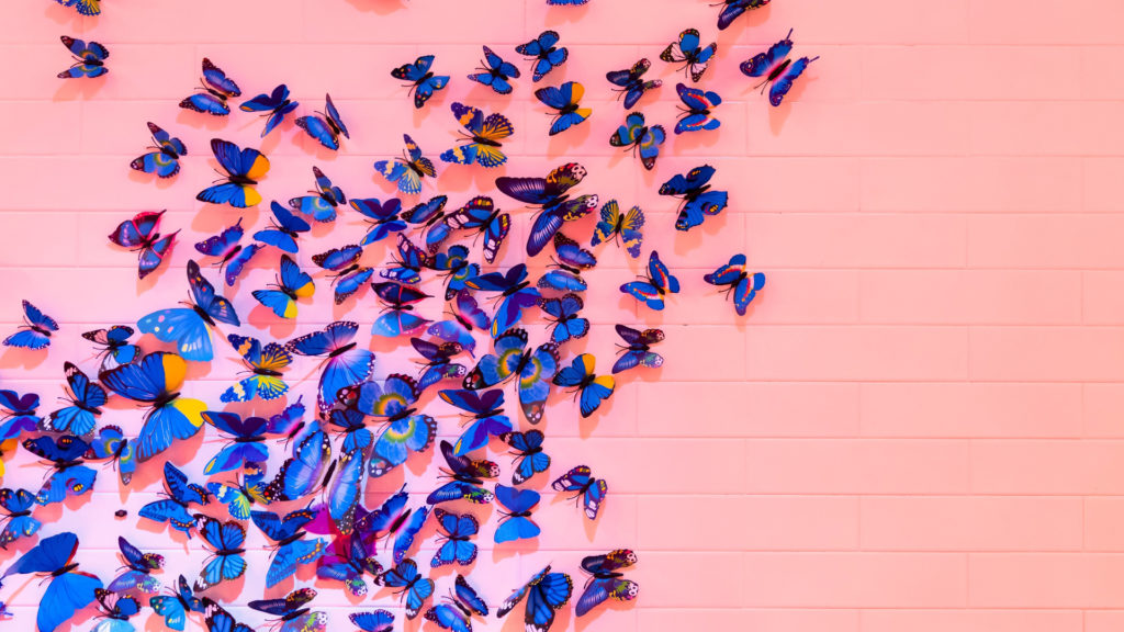 butterflies on pink wall