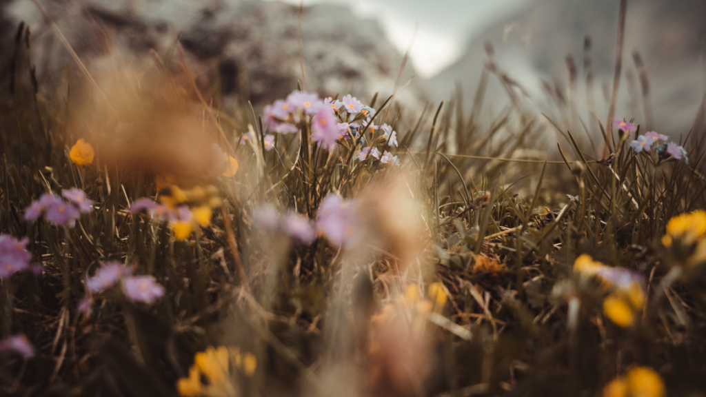 wildflowers in a field