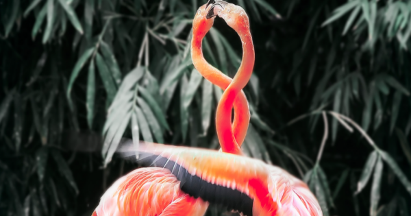 flamingos with entwined necks