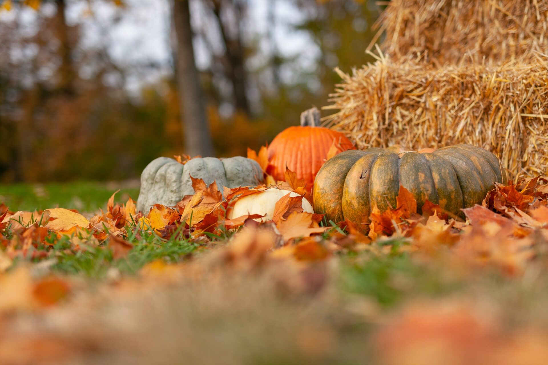 A gathering of four small pumpkins, one orange, two gray, and one white, against two haystacks. In the grass, orange and brown leaves are visible.