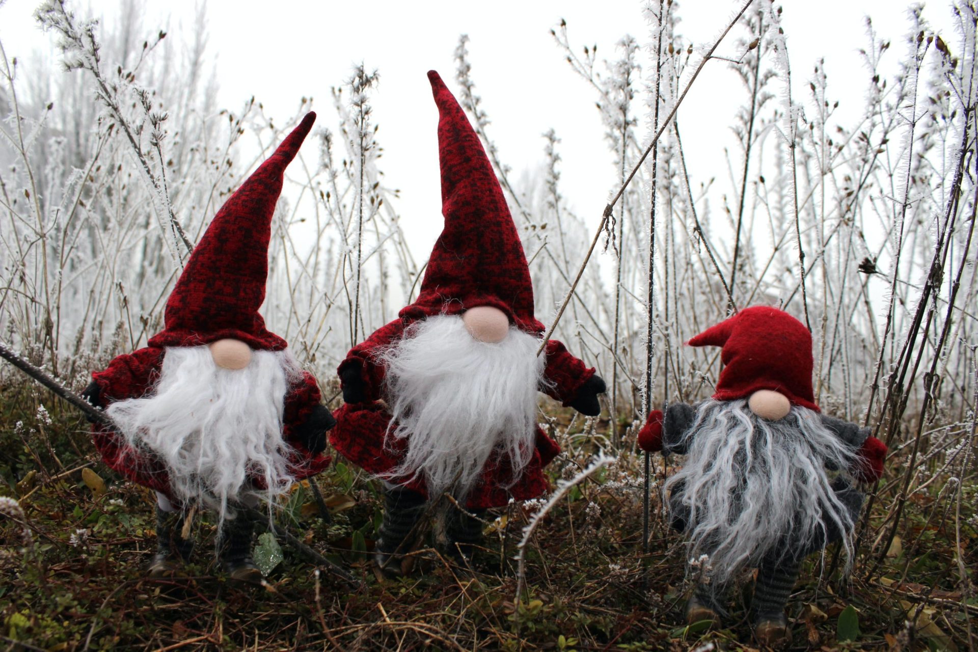 Three crafted gnomes with tall red hats and white and gray beards rest among a frosted field.
