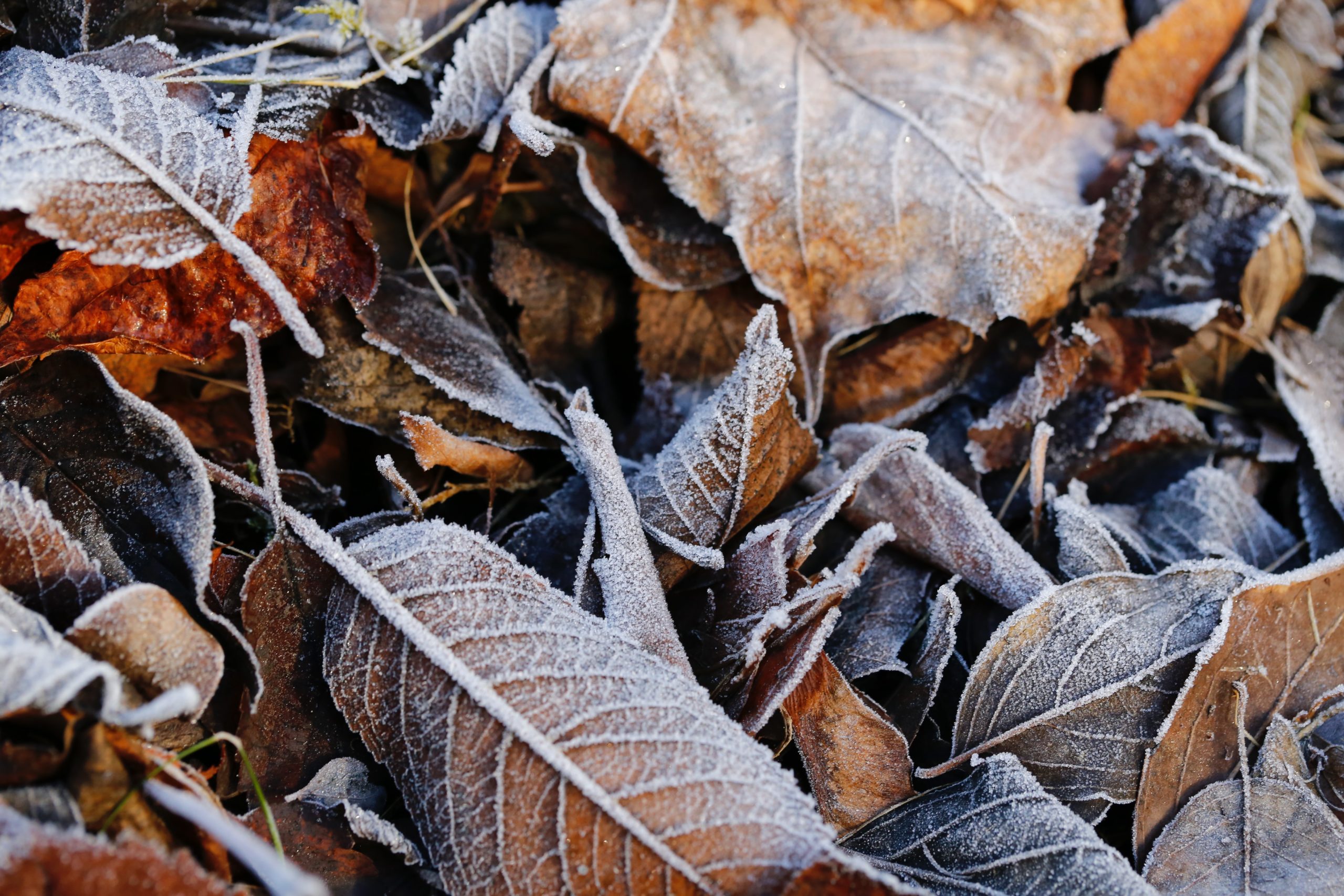 A layer of frost rests atop a pile of brown leaves.