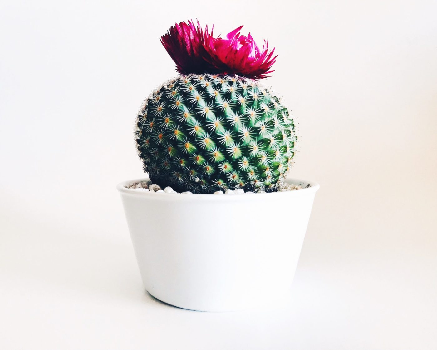 A cactus with a magenta flower on top, planted inside a white ceramic pot.