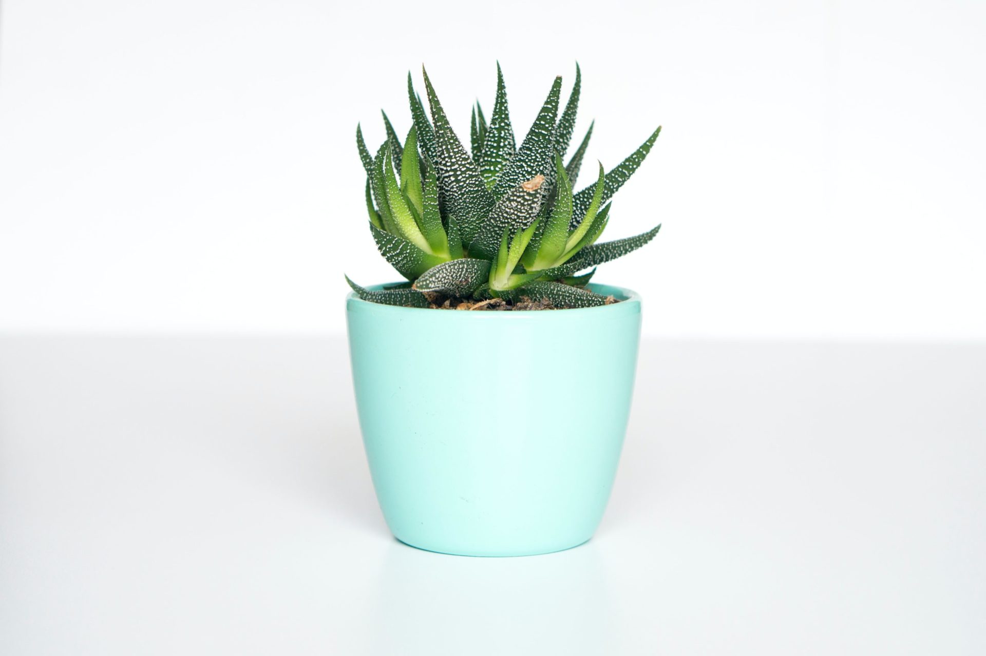 A succulent rests in a light blue planter on a white surface with a white background.