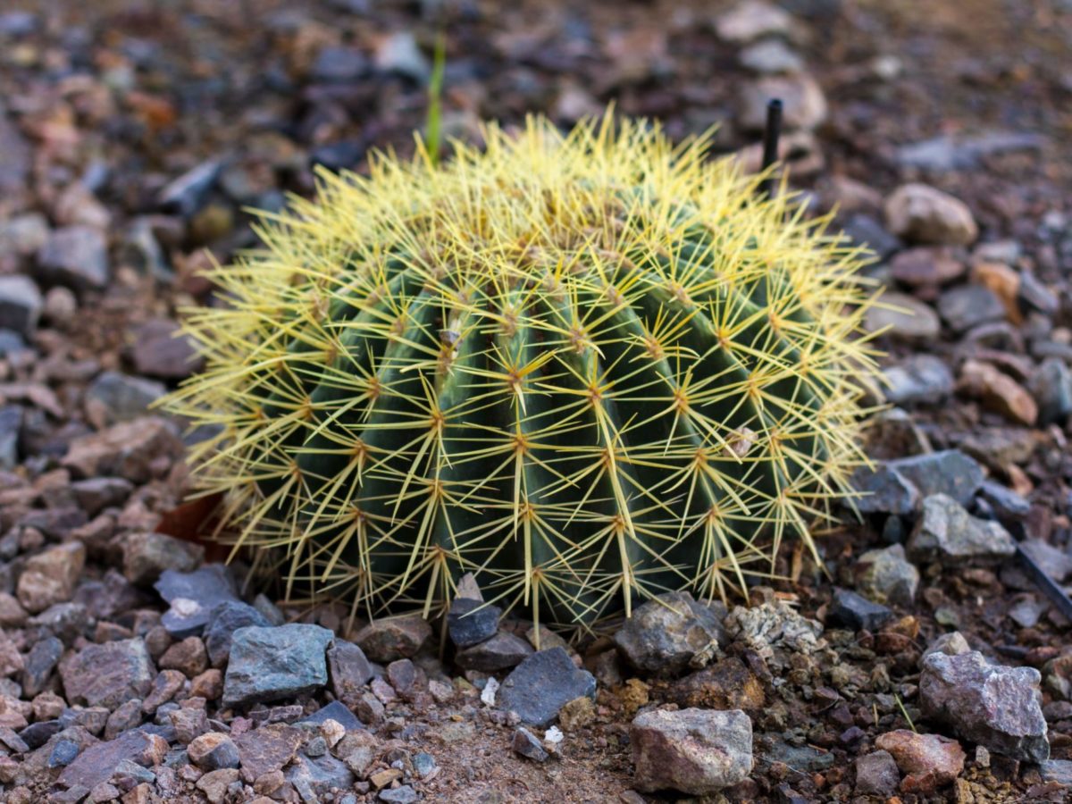 A round cactus grows in and among a dry, rocky landscape.